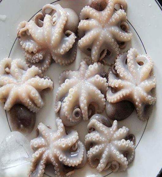jual baby octopus jogja
