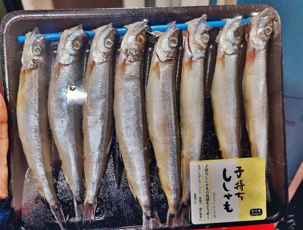 Supplier ikan Shisamo